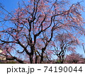 枝垂桜 74190044