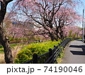 桜の季節 74190046