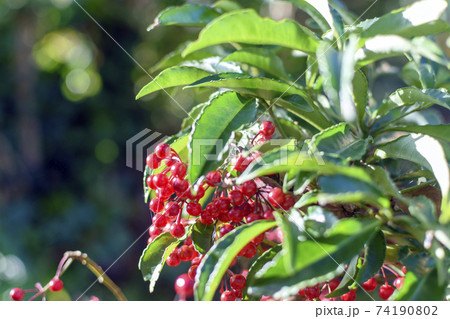 赤い実をたくさんつけた万両 74190802
