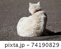 猫(見返り美白) 猫(見返り美白) 74190829