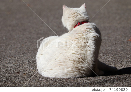 猫（見返り美白） 74190829