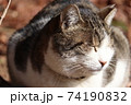 猫(ほっこり) 猫(ほっこり) 74190832