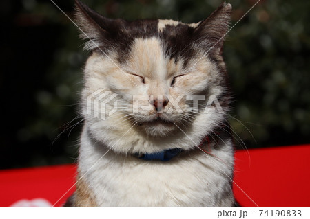 猫(神妙な面持ち) 猫(神妙な面持ち) 74190833