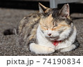 猫(朗らかな微笑み) 猫(朗らかな微笑み) 74190834