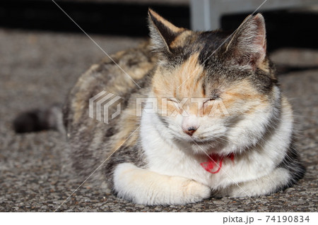 猫（朗らかな微笑み） 74190834