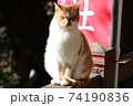 猫(凛とした佇まい) 猫(凛とした佇まい) 74190836