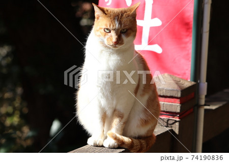 猫(凛とした佇まい) 猫(凛とした佇まい) 74190836