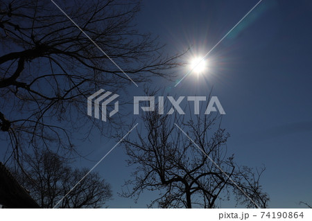 太陽の光と枯れ木 太陽の光と枯れ木 74190864