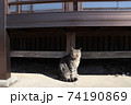 縁側下の猫 縁側下の猫 74190869