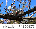 梅の木と花 梅の木と花 74190873