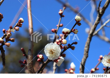 梅と空とつぼみ 梅と空とつぼみ 74190875