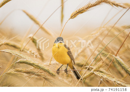 Western Yellow Wagtail. Motacilla Flava Is A Small Passerine In The Wagtail Family Motacillidae, Which Also Includes The Pipits And Longclaws. This Species Breeds In Much Of Temperate Europe And Asia Western Yellow Wagtail. Motacilla Flava Is A Small Passerine In The Wagtail Family Motacillidae, Which Also Includes The Pipits And Longclaws. This Species Breeds In Much Of Temperate Europe And Asia 74191158
