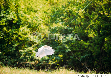Goa, India. White Little Egret Landing On Grass 74191238