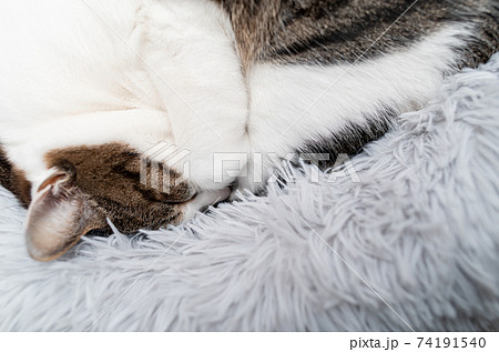 眠る猫 キジトラ猫 眠る猫 キジトラ猫 74191540