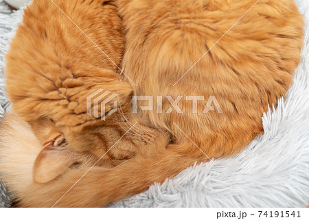 眠る猫 茶トラ猫 眠る猫 茶トラ猫 74191541