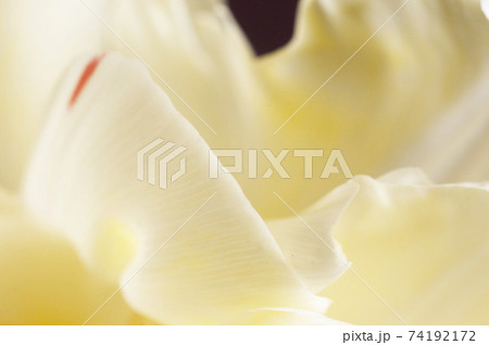 Tulip flower fragment macro 74192172
