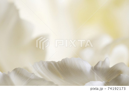 Tulip flower fragment macro Tulip flower fragment macro 74192173