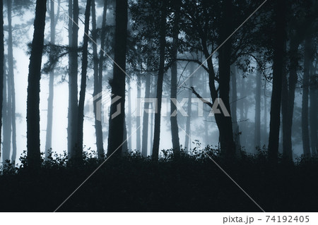 Misty forest,Fog and pine forest in the winter tropical forest 74192405