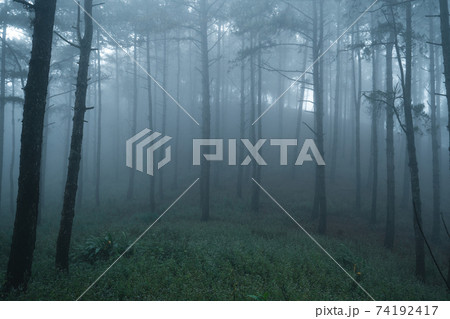 Misty forest,Fog and pine forest in the winter tropical forest 74192417