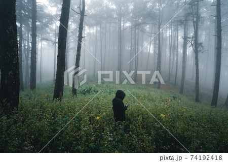 Misty forest,Fog and pine forest in the winter tropical forest,Fog and pine 74192418