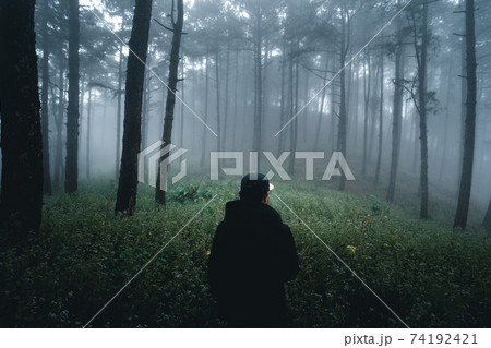 Misty forest,Fog and pine forest in the winter tropical forest,Fog and pine Misty forest,Fog and pine forest in the winter tropical forest,Fog and pine 74192421