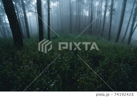 Misty forest,Fog and pine forest in the winter tropical forest Misty forest,Fog and pine forest in the winter tropical forest 74192428