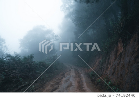 Misty forest,Fog and pine forest in the winter tropical forest Misty forest,Fog and pine forest in the winter tropical forest 74192440