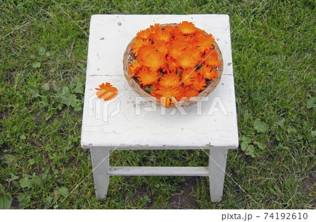 fresh medical calendula flowers 74192610