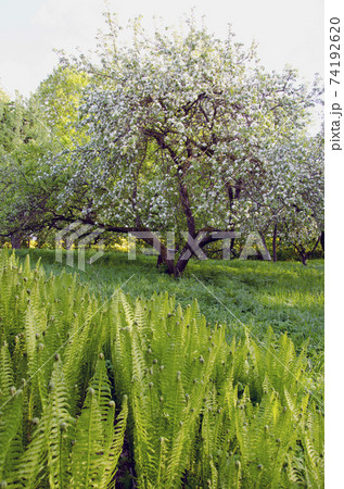 spring ferns and apple tree blossoms 74192620