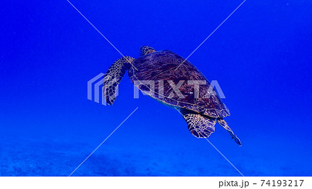 アカウミガメ アカウミガメ 74193217