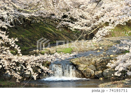 桜の名所と言われる亀岡市の七谷川 74193751