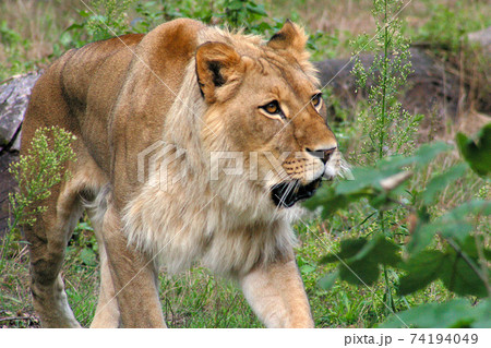 An African Lion in a Berlin Zoo, Germany An African Lion in a Berlin Zoo, Germany 74194049