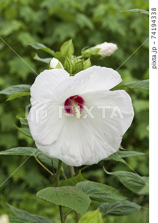 植物園に白色のアメリカフヨウの花が咲いています。学名はHibiscus moscheutosです。 74194338