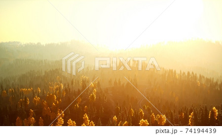 Sunlight in spruce forest in the fog on the background of mountains at sunset Sunlight in spruce forest in the fog on the background of mountains at sunset 74194439