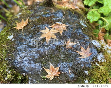 岩と苔ともみじ 岩と苔ともみじ 74194889