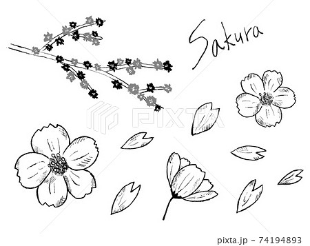 桜やさくらの白黒手書きイラストイメージのイラスト素材