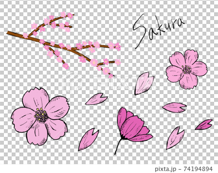 桜やさくらの手書きイラストイメージのイラスト素材