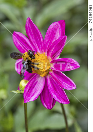 赤色のダリアの花が咲いています。クマバチが花の蜜を吸っています。 74194965