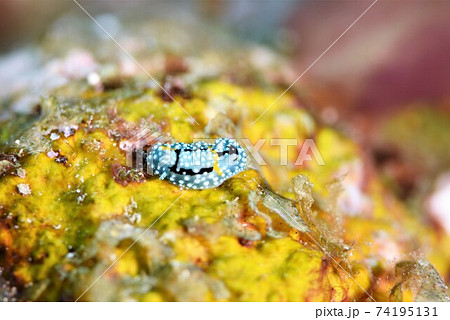 シモフリカメサンウミウシ その③ シモフリカメサンウミウシ その③ 74195131