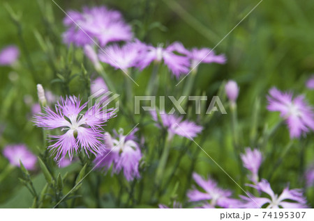 カワラナデシコの花がさいています。 74195307