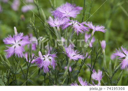 カワラナデシコの花がさいています。 カワラナデシコの花がさいています。 74195308