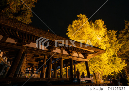 長床大銀杏ライトアップ 樹齢800年大イチョウの黄色い絨毯と日本遺産登録44本の柱が林立する荘厳な雰 長床大銀杏ライトアップ 樹齢800年大イチョウの黄色い絨毯と日本遺産登録44本の柱が林立する荘厳な雰 74195325