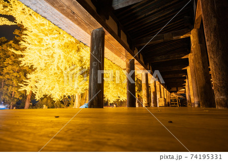 長床大銀杏ライトアップ　樹齢800年大イチョウの黄色い絨毯と日本遺産登録44本の柱が林立する荘厳な雰 74195331