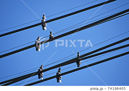 電線に取り付けられた鳥よけの写真素材