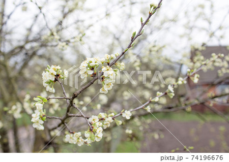 Blooming cherry blossoms close-up. Spring joyous mood. Blooming cherry blossoms close-up. Spring joyous mood. 74196676