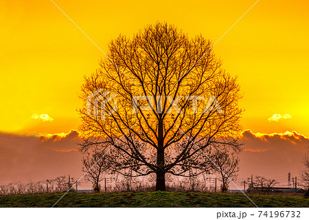 夕焼けイメージ 木のシルエットの写真素材 [74196732] - PIXTA