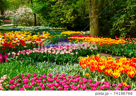 fresh lawn with flowers fresh lawn with flowers 74196766