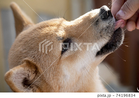 飼い主の手を舐める柴犬の写真素材