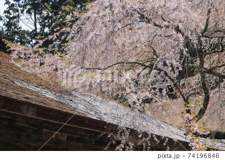 吉野桜・吉野水分神社【奈良県吉野郡吉野町】 吉野桜・吉野水分神社【奈良県吉野郡吉野町】 74196846