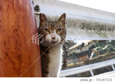 何してるの？ご飯？ 74197533